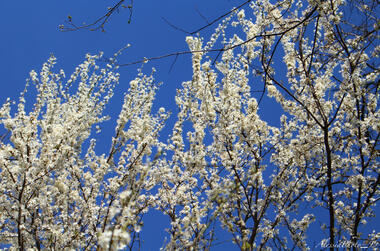 Prunus