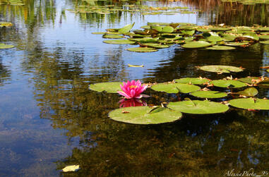 Ninfea